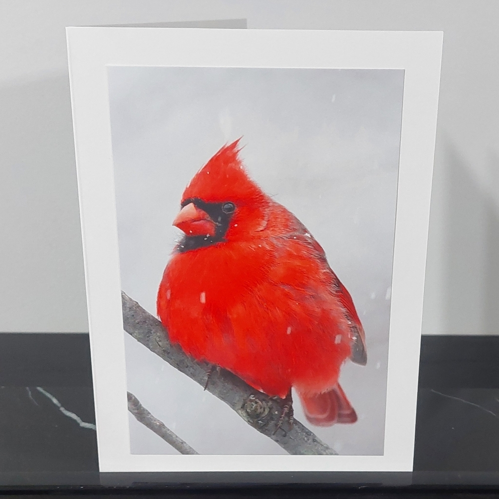 Northern Cardinal Matte Finish 5" x 7" Blank Photo Card